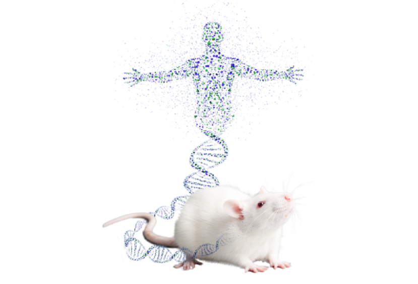 U-HuDTMbase®来袭！为您提供专“鼠”药物研究革命性模型