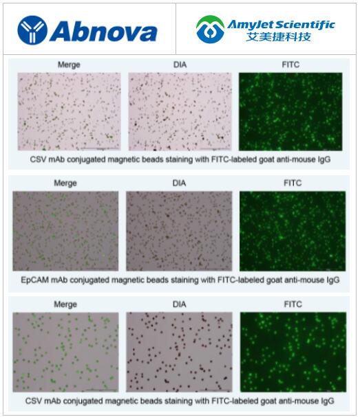 Abnova丨Abnova Magnetic Beads磁珠标记方案