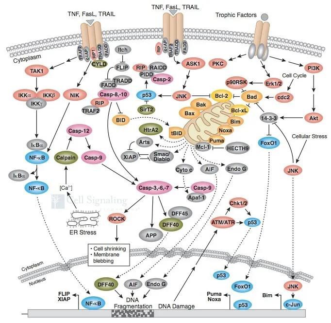 常用细胞凋亡检测方法