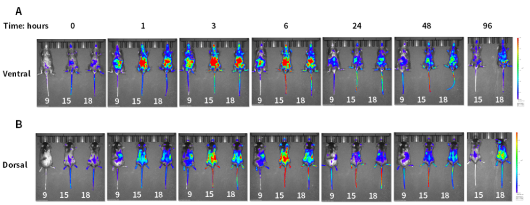 快看，这只小鼠会发光~