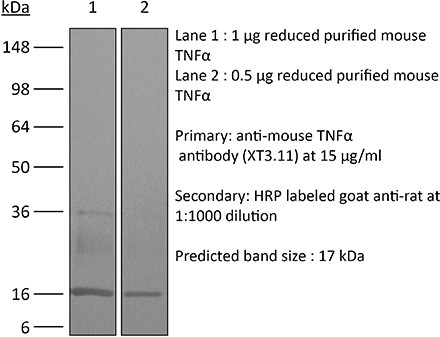 BioXcell特色产品推荐之：InVivoPlus anti TGF-β
