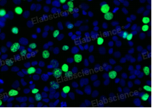 EdU法如何检测细胞增殖-EdU试剂盒