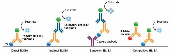 KT-1876铜蓝蛋白ELISA试剂盒应用范围