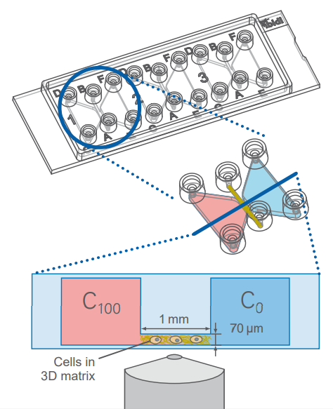 ibidi细胞趋化实验|可视化的Transwell细胞趋化实验原理+操作步骤