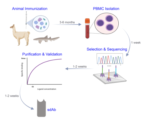 艾美捷Jotbody納米抗體在治療和診斷中的應用潛力方案