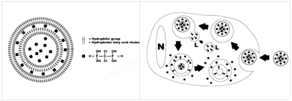 Liposoma-ClodronateLiposomes巨噬细胞清除套装春日特惠