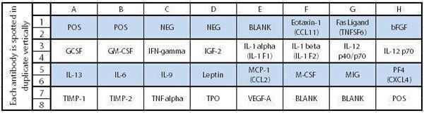 RayBiotech小鼠血管生成阵列C1，超值优惠不容错过！