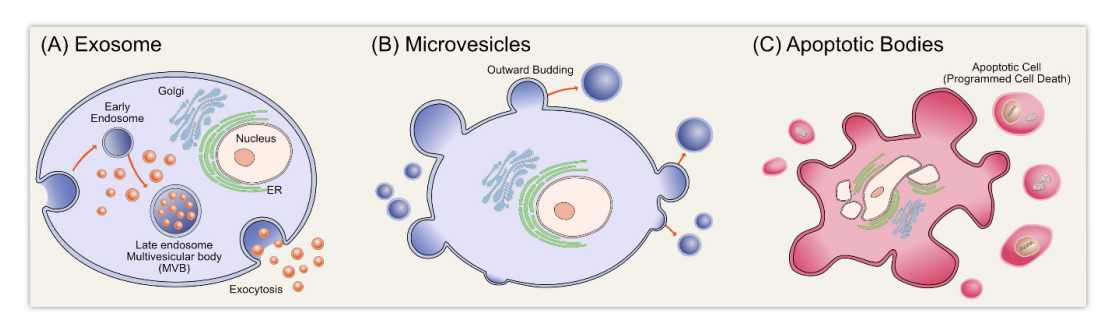 国自然研究热点“常青树”| 外泌体介绍Ⅰ