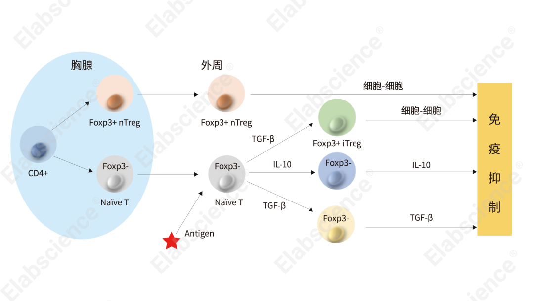 Elabscience流式课堂|Treg细胞简介及指标选择