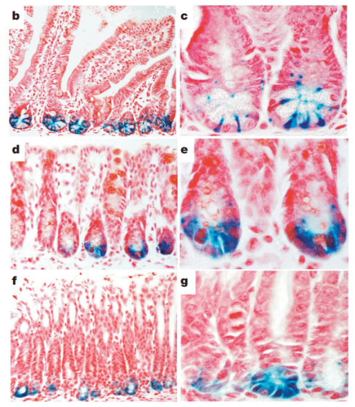 快看，这只小鼠会发光~