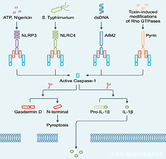 【周二直播入口】细胞焦亡的分子机制研究
