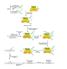 Prime editing 101：一文带你读懂先导编辑