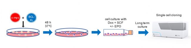 永生化红细胞(RBC)前体的单克隆筛选