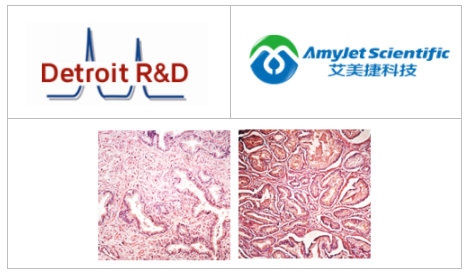 艾美捷Detroit R&D 8-OHDG(8-羟基脱氧鸟苷)抗体方案 艾美捷Detroit R&D 8-OHDG(8-羟基脱氧鸟苷)抗体方案