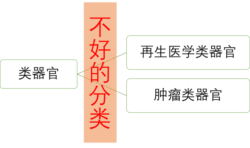 再生医学类器官分类与应用盘点