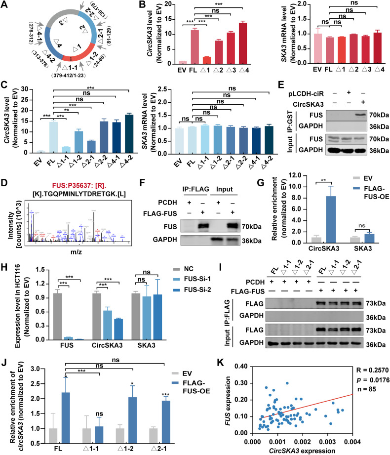 circRNA成环验证 circRNA成环验证