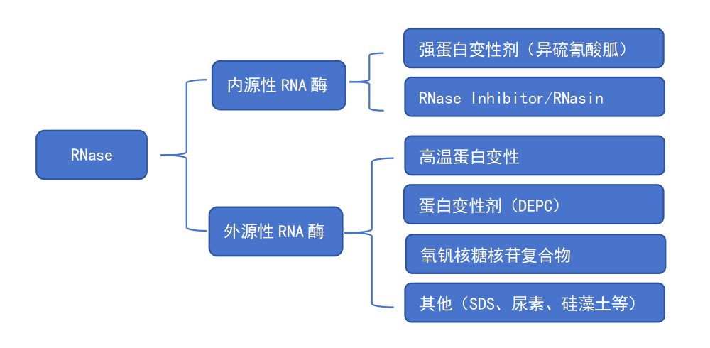 一文读懂RNA酶抑制剂