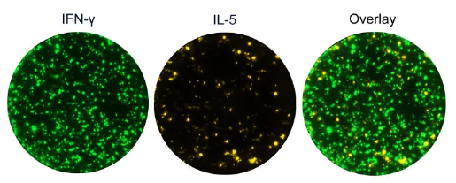 Mabtech肽池：CEFTA（CD4）限时促销