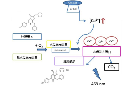 使用Victor NIVO多模式酶标仪进行快速Ca2+信号检测