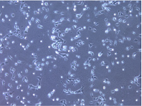 识破各种污染，拯救您的细胞
