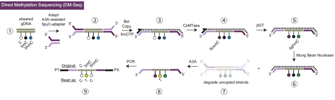 甲基化酶法转化新技术，可直接测序5mC，有望应用于疾病早筛！