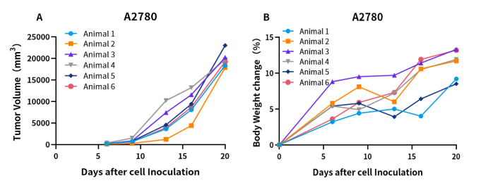 M-SRG大鼠 | 免疫缺陷大鼠，不只有大一个优点