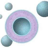 花生凝集素（PNA）偶联脂质体用于卡马西平(Carbamazepine) 结肠靶向缓控释口服递送