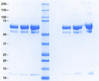 Athens-α2抗纤溶酶-限时促销，为科研助力加油