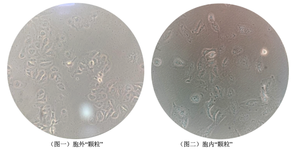 细胞培养“颗粒”大筛查