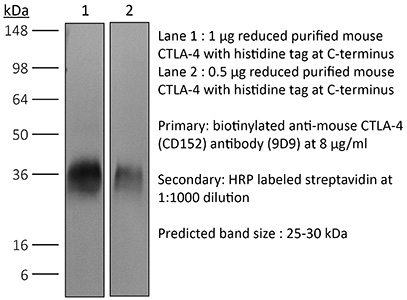 BioXcell特色产品推荐之：InVivoMAb anti-mouse CTLA-4 (CD152)