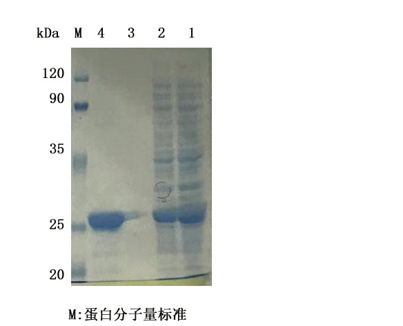 原核蛋白表达的整体实验流程和具体实验结果