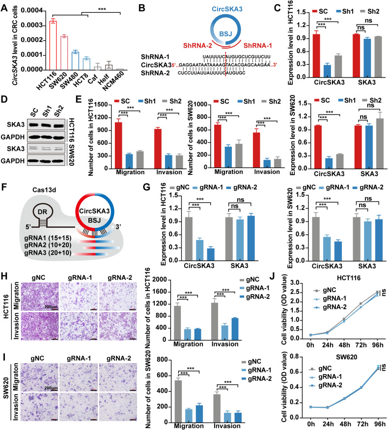 circRNA成环验证 circRNA成环验证