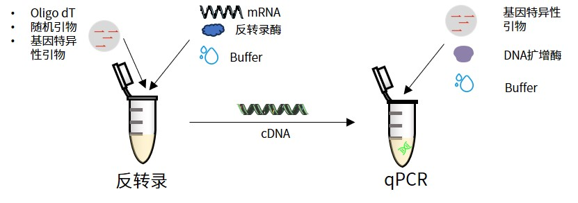 涨知识 | qPCR专场七：认识不同荧光定量PCR方法