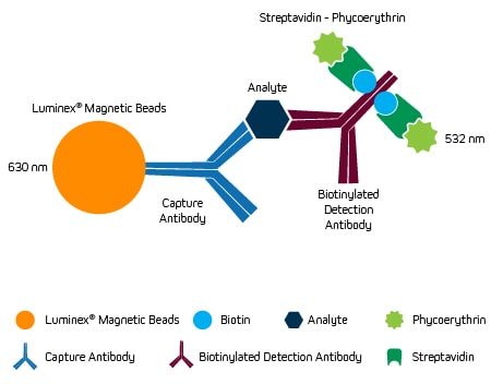 基于微珠的多重Luminex® xMAP® 检测技术