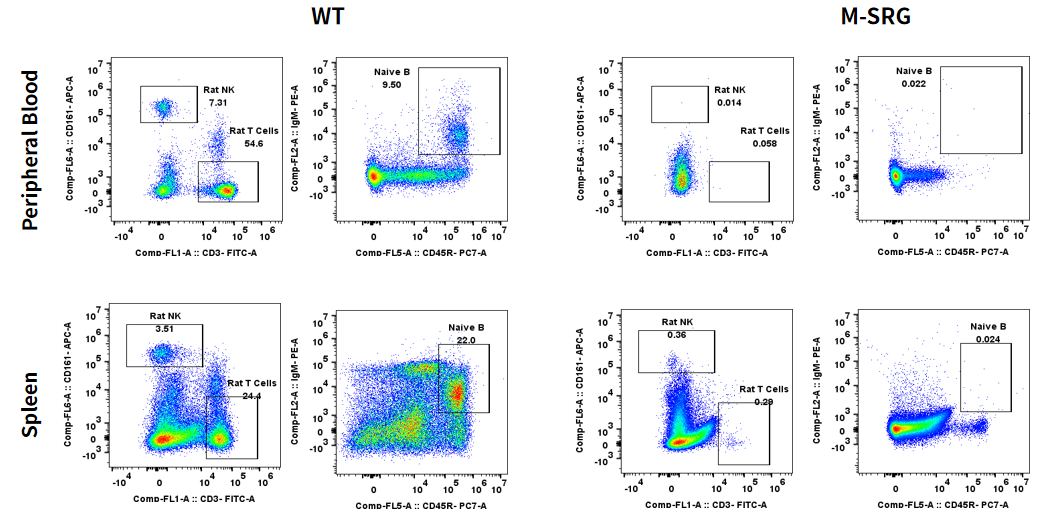 M-SRG大鼠 | 免疫缺陷大鼠，不只有大一个优点