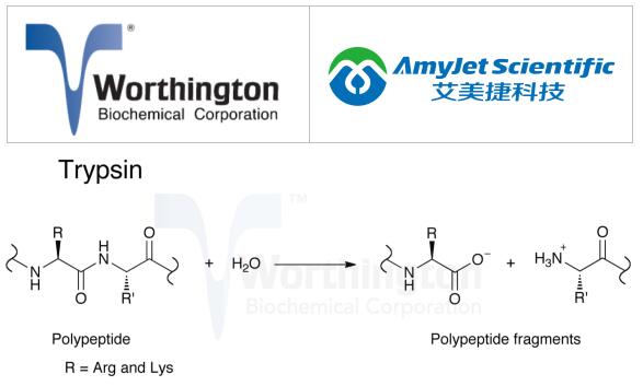 Worthington核心酶——艾美捷胰蛋白酶的应用领域 Worthington核心酶——艾美捷胰蛋白酶的应用领域