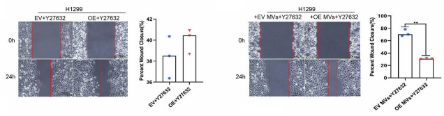 图8. 伤口愈合实验评估Y27632的疗效