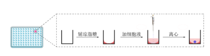 3D肿瘤球培养解决方案