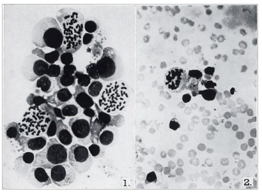 植物血凝素，细胞培养中有丝分裂的启动剂