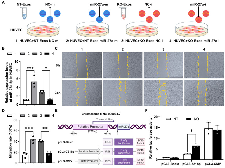 外泌体提取鉴定