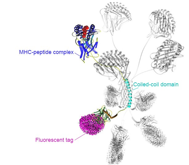一份来自ProImmune的介绍