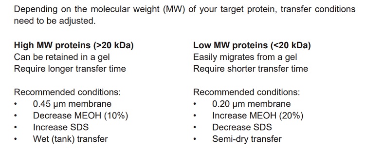 How to transfer proteins of low molecular weight?