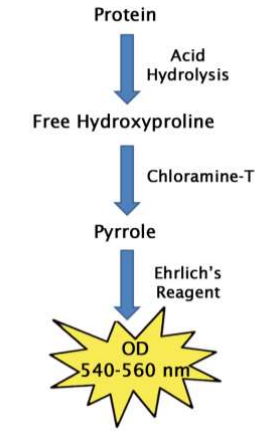 Cell Biolabs丨艾美捷丨羟脯氨酸检测试剂盒