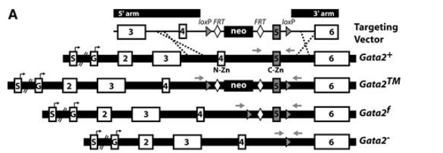 Gata2基因敲除小鼠