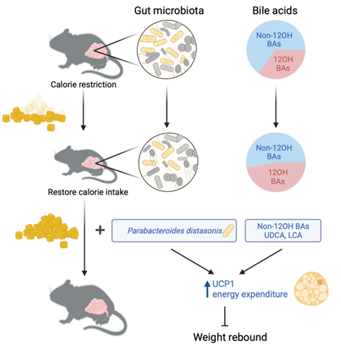 肠道菌-胆汁酸代谢作用有效减轻节食后体重反弹