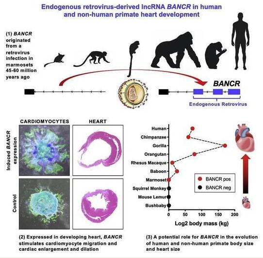 促进心脏变大的因素是基因组里的病毒序列