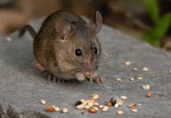 研究人员在老鼠的味蕾中发现了一组超传感细胞
