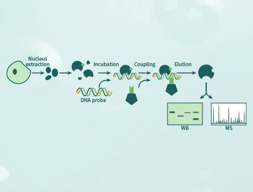 分子互作 | 蛋白-DNA互作专题之DNA pull-down