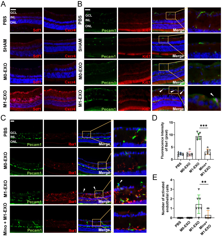 外泌体技术服务 外泌体技术服务