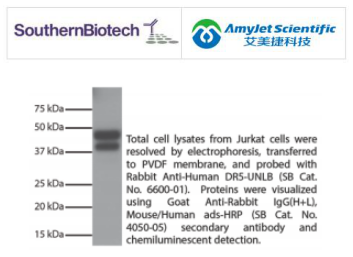SouthernBiotech 山羊抗兔IgG(H+L)丨艾美捷 SouthernBiotech 山羊抗兔IgG(H+L)丨艾美捷